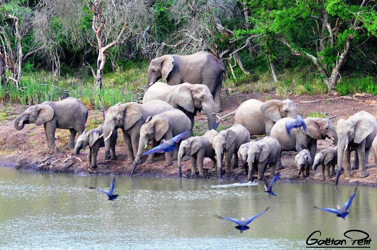 Thula Thula Exclusive Private Game Reserve & Lodge Ntambanana Bagian luar foto