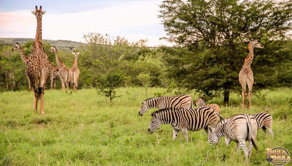 Thula Thula Exclusive Private Game Reserve & Lodge Ntambanana Bagian luar foto
